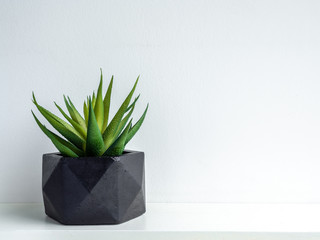 Modern black geometric concrete planter with green succulent plant. Beautiful painted concrete pot.