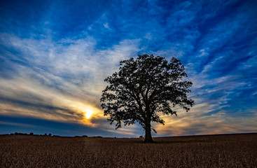 Fototapeta na wymiar Large sole oak at sunset