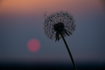 Fototapeta premium Dandelion at twilight