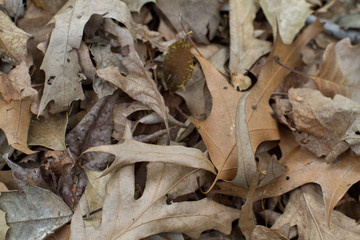 a dense layer of brown lifeless leaves covers the forest floor