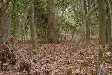 view of a thin forrest with undergrowth and fallen leaves blanketing the floor