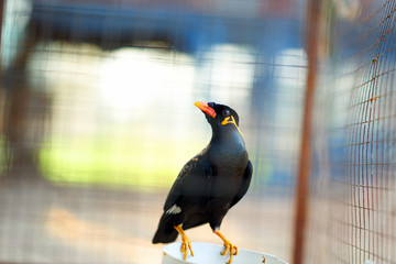 Hill myna bird in cage background in prison or depence or arrest concept