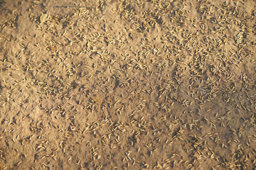 unmilled rice seed on soil floor for animal food or agriculture concept