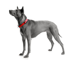 Cute dog on white background