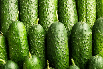 Fresh green cucumbers as background