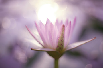 The pink lotus that just blooms in the morning sun is very fresh and refined