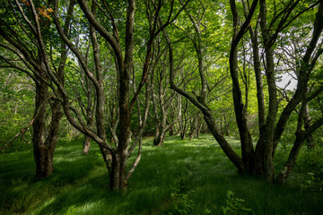 Fototapeta na wymiar Grove of Trees with Tall Grass