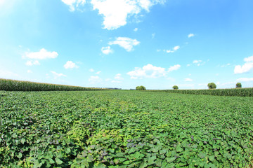 Sweet potatoes grow in the fields