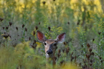 Deer in Field