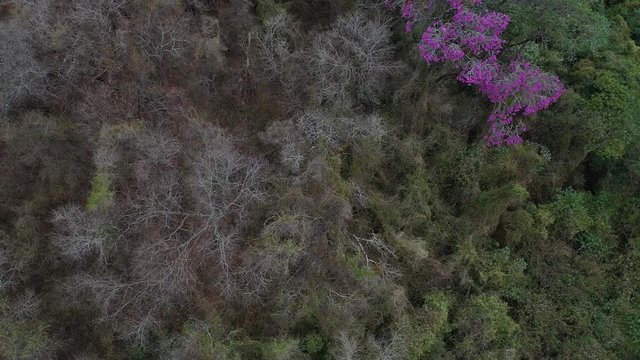 ARBOL LAPACHO ROSADO Handroanthus impetiginosus, Forest Las Yungas, Salta Province, Argentina, South America, America