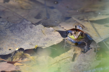Frog under leaf in vernal pool - obrazy, fototapety, plakaty