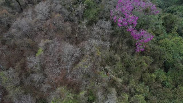 ARBOL LAPACHO ROSADO Handroanthus impetiginosus, Forest Las Yungas, Salta Province, Argentina, South America, America
