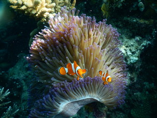 Clown Fish in Coral Reef