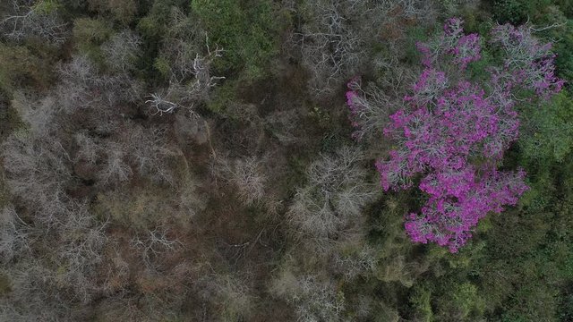 ARBOL LAPACHO ROSADO Handroanthus impetiginosus, Forest Las Yungas, Salta Province, Argentina, South America, America