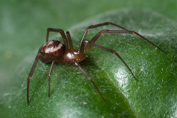 Araña