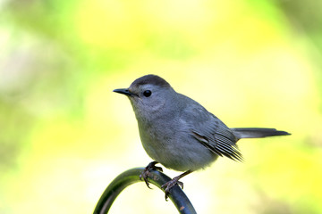 Cat Bird on feeder