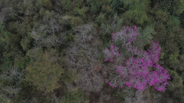 ARBOL LAPACHO ROSADO Handroanthus impetiginosus, Forest Las Yungas, Salta Province, Argentina, South America, America