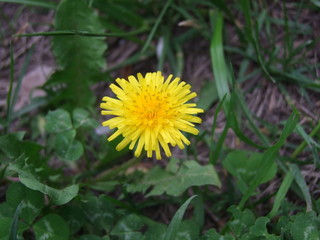 dandelion
