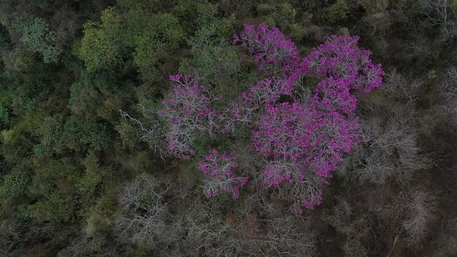 ARBOL LAPACHO ROSADO Handroanthus impetiginosus, Forest Las Yungas, Salta Province, Argentina, South America, America