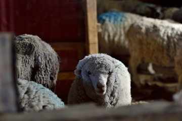 mirada de oveja en corral en patagonia argentina 