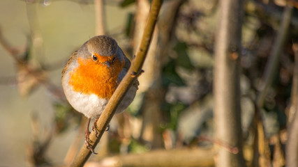 Robin redbreast bird perched on a twig in winter looking straight forward