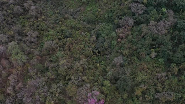ARBOL LAPACHO ROSADO Handroanthus impetiginosus, Forest Las Yungas, Salta Province, Argentina, South America, America