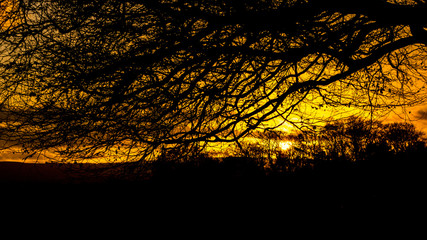Obraz premium Vivid orange sunset sky with black winter branches in silhouette during winter