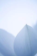 White lotus petals have drops of water