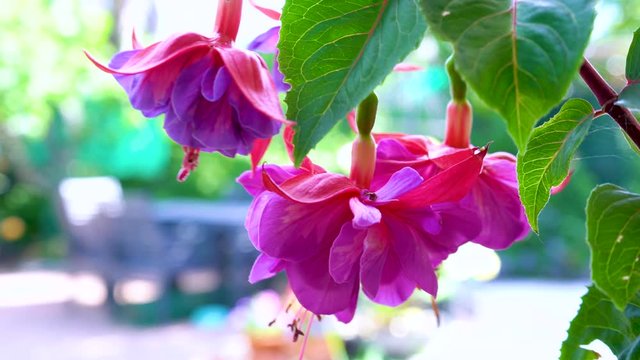 Springtime garden with macro close up of large hybrid pink and purple fuchsia flowers. Handheld with plant moving in the breeze.