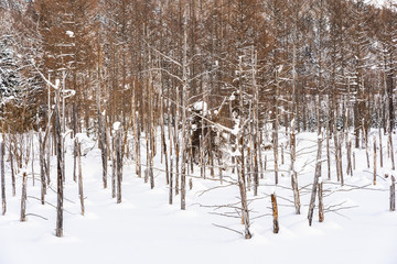 Beautiful outdoor nature landscape with blue pond tree branch in snow winter season