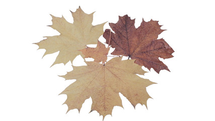 autumn leaves isolated on white background
