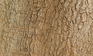 old wood texture of bark of a tree