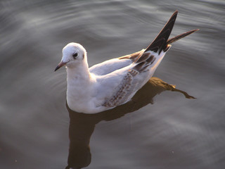 A seagull swimming in  a lake