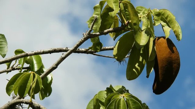 Exotic fruit Monguba (pachira aquatica) in Brazil