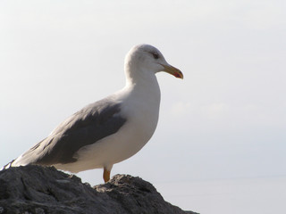 Fototapeta premium A seagull on the beach