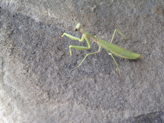 A mantis preyer on the grey stone