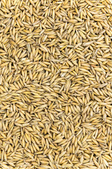 Portion of Oat for use as texture or background