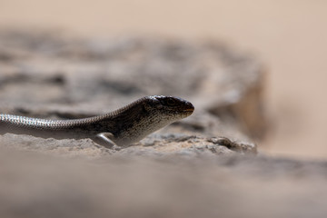 A King's Skink (Egernia kingii) on Rottnest Island, Perth, Western Australia