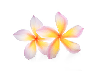 Frangipani flower isolated on white background