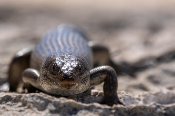 A King's Skink (Egernia kingii) on Rottnest Island, Perth, Western Australia