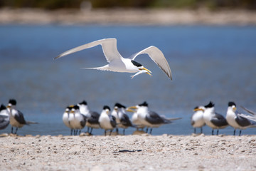 Fairy Terns - Rotnest Island - 'Sternula nereis'