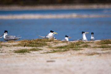 Fairy Terns - Rotnest Island - 'Sternula nereis'