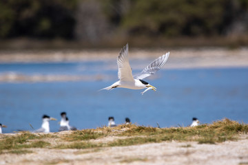 Fairy Terns - Rotnest Island - 'Sternula nereis'