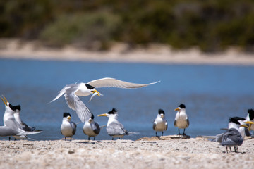 Fairy Terns - Rotnest Island - 'Sternula nereis'