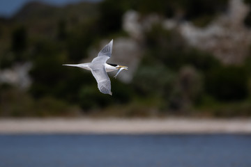 Fairy Terns - Rotnest Island - 'Sternula nereis'