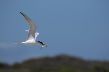 Fototapeta na wymiar Fairy Terns - Rotnest Island - 'Sternula nereis'