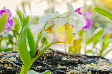 Beautiful Orchid flower in tropical garden. Floral background. Selective focus