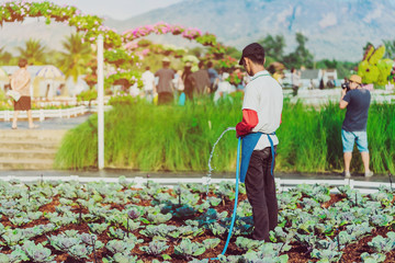 A young man watering  a growing red cabbage with a blue water hose in an agricultural garden.