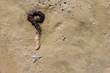 question mark sign with shellfish