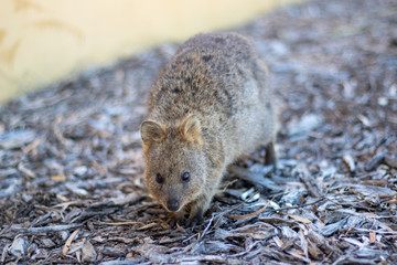 Quokka 